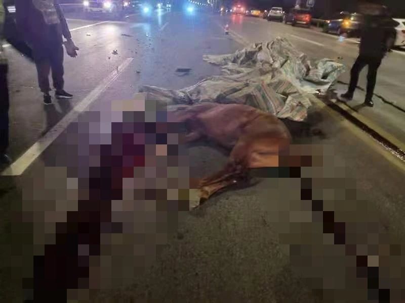 泰州一路口两匹马被撞死亡，法院判了！